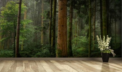 Fototapeta Las Jodłowy