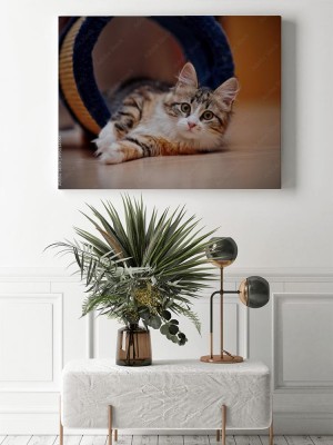 Obraz na płótnie Domowy kotek w wielu kolorach