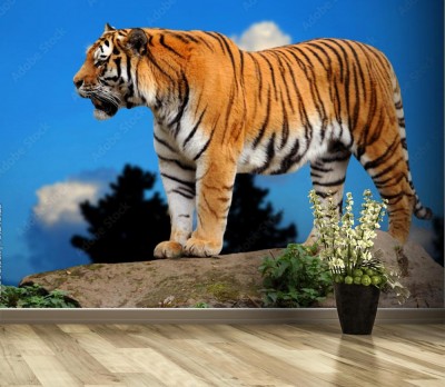Fototapeta Piękny tygrys na tle nieba