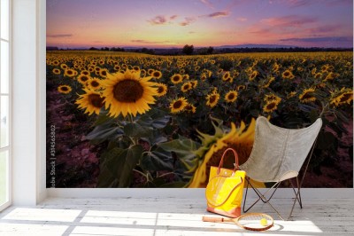 Fototapeta Pole słoneczników o zmierzchu