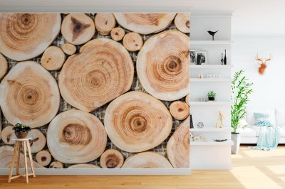 Fototapeta Przekrój poprzeczny pnia brzozy