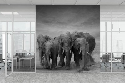 Fototapeta Słonie w galopie