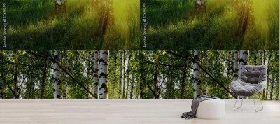 Fototapeta brzozy w letnim lesie