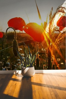 Fototapeta Mak i promienie zachodzącego słońca