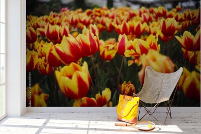 Fototapeta Piękni kwitnący żółto czerwone tulipany w ogrodzie