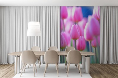 Fototapeta Różowe tulipany w ogrodzie