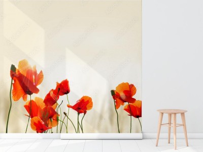 Fototapeta Maki Pana Tomasza