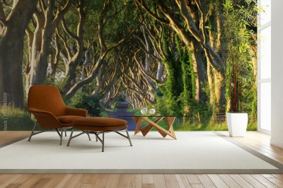 Fototapeta Droga przez korony drzew