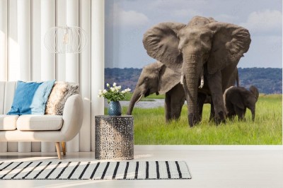 Fototapeta Rodzina Słoni w parku narodowym w Botswanie