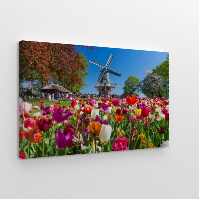 kwitnace-kolorowe-tulipany-w-ogrodzie-kwiatowym-z-wiatrakiem