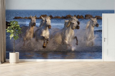 biale-konie-biegnace-wzdluz-brzegu-morza-we-francji