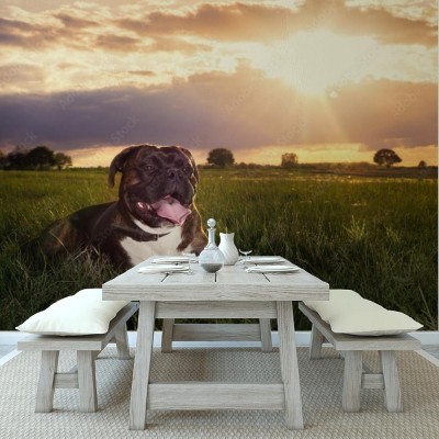 Fototapeta Bokser na tle zachódu słońca