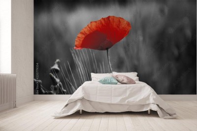 Fototapeta Czerwony mak - kolor selektywny