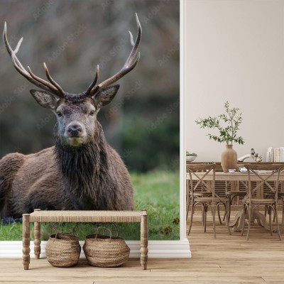 Fototapeta Jeleń po błotnej kąpieli