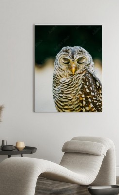 Obraz na płótnie Puchacz