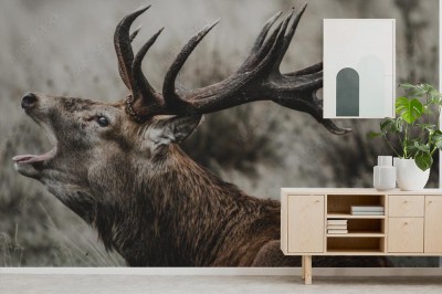 Fototapeta Jeleń obustronnie koronny