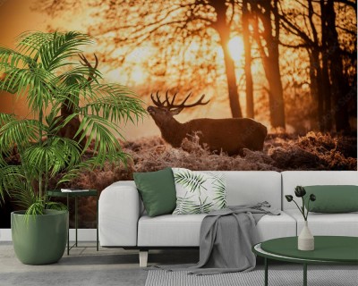 Fototapeta Jelenie na rykowisku