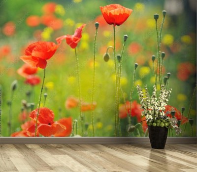 Fototapeta Maki wśród zieleni