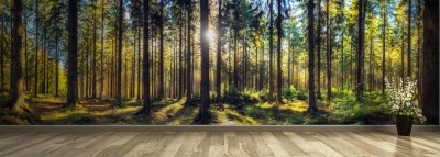 Fototapeta Panoramiczny krajobraz jesiennego lasu