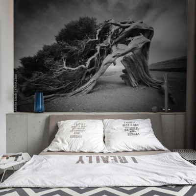 Fototapeta Sabina de Car