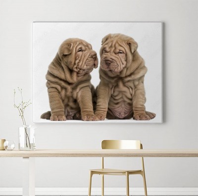 Obrazy do salonu Dwa szczeniaki Shar Pei na białym tle