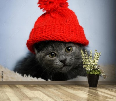 Fototapeta Kotek w czerwonej czapce