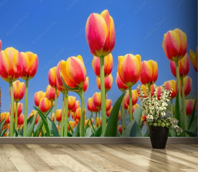 Fototapeta Błękitne niebo i tulipany