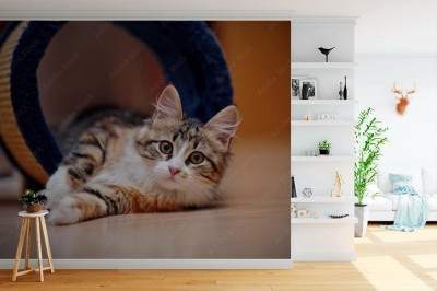 Fototapeta Domowy kotek w wielu kolorach