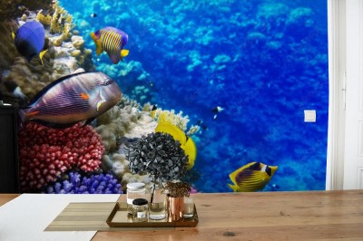 Fototapeta Koral i ryby w Morzu Czerwonym