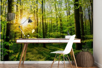 Fototapeta Las na wiosnę ze słońcem prześwitującym przez drzewa