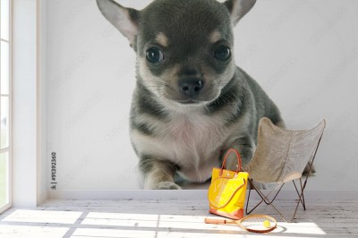 Fototapeta Szczeniak chihuahua