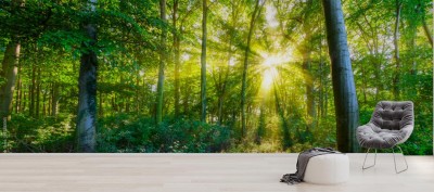 Fototapeta Las ze złotym słońcem