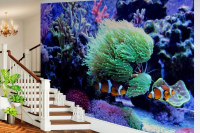 Fototapeta Ocellaris Clownfish (Amphiprion ocellaris)