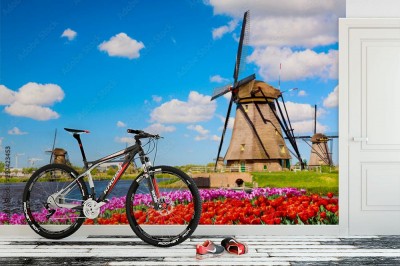 Fototapeta Holenderskie wiatraki na polu tulipanów