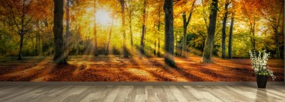 Fototapeta Złoty jesienny nastrój w lesie