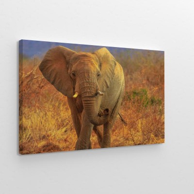 Obrazy do salonu Słoń afrykański