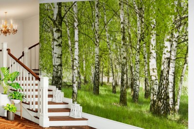 Fototapeta Brzozowy zagajnik wczesną wiosną w pogodny dzień Młode brzozy z młodymi zielonymi liśćmi w świetle słońca