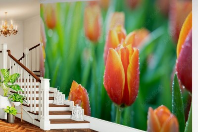 Fototapeta Pomarańczowe tulipany