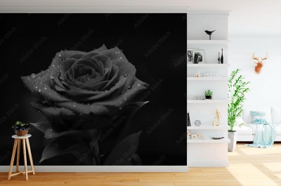 Fototapeta Róża