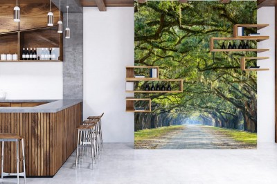 Fototapeta Wiejska droga wyłożona dębami