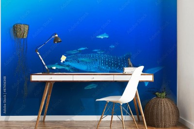 Fototapeta Rekin wielorybi