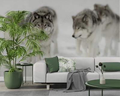 Fototapeta Wataha wilków na polowaniu 