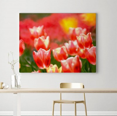 Obraz na płótnie Tulipany z białym makijażem