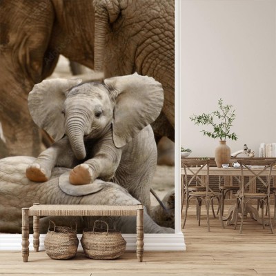 Fototapeta Małe słoniątko