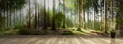 Fototapeta Wschód słońca w lesie