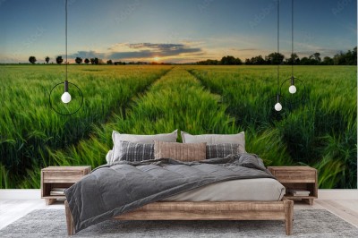 Fototapeta Zmierzch nad pszenicznym polem z ścieżką