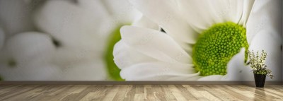 Fototapeta Chryzantema 