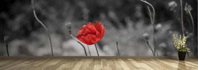 Fototapeta Czerwony mak na czarno-białej łące