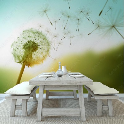 Fototapeta Dmuchawiec w naturalnych okolicznościach przyrody