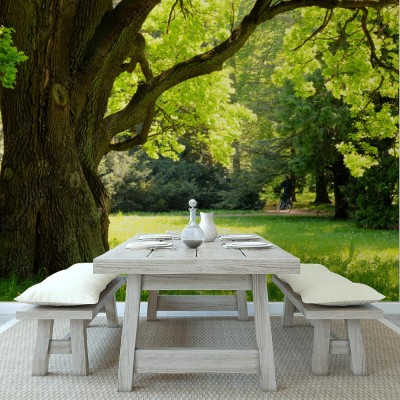 Fototapeta Potężny dąb